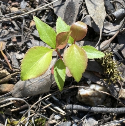 Prunus sp. (A Plum) at Mount Jerrabomberra - 23 Oct 2021 by Steve_Bok