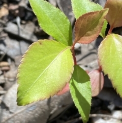 Prunus sp. at Jerrabomberra, NSW - 24 Oct 2021