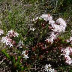 Calytrix tetragona (Common Fringe-myrtle) at Boro, NSW - 24 Oct 2021 by Paul4K