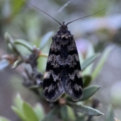 Barea phaeomochla (Barea phaeomochla) at QPRC LGA - 23 Oct 2021 by Steve_Bok