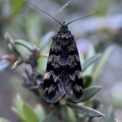 Barea phaeomochla (Barea phaeomochla) at Jerrabomberra, NSW - 23 Oct 2021 by Steve_Bok