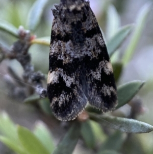 Barea phaeomochla at Jerrabomberra, NSW - 24 Oct 2021