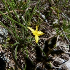 Hypoxis hygrometrica var. hygrometrica (Golden Weather-grass) at Boro - 24 Oct 2021 by Paul4K