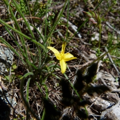 Hypoxis hygrometrica var. hygrometrica (Golden Weather-grass) at Boro, NSW - 24 Oct 2021 by Paul4K