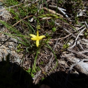 Hypoxis hygrometrica var. hygrometrica at Boro, NSW - 24 Oct 2021