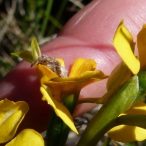 Araneinae (subfamily) at Boro, NSW - suppressed