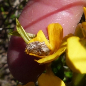 Araneinae (subfamily) at Boro, NSW - 24 Oct 2021