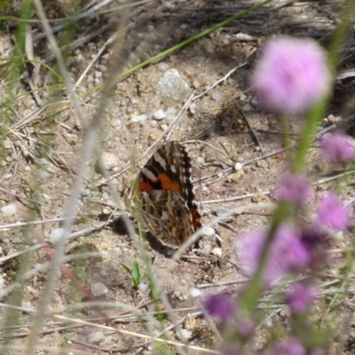 Vanessa kershawi (Australian Painted Lady) at Boro, NSW - 24 Oct 2021 by Paul4K