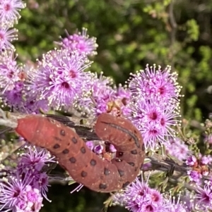 Capusa cuculloides at Fadden, ACT - 24 Oct 2021