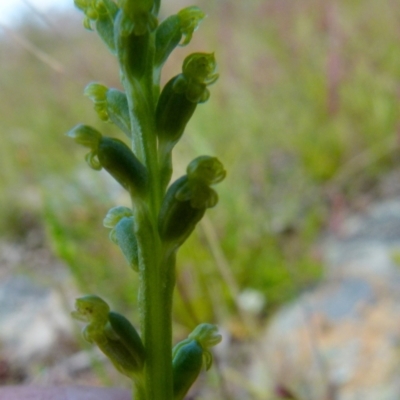 Microtis parviflora (Slender Onion Orchid) at Boro - 24 Oct 2021 by Paul4K