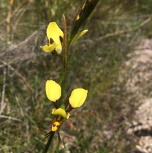 Diuris sulphurea at Tennent, ACT - 24 Oct 2021