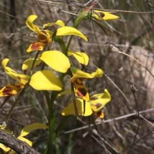 Diuris sulphurea at Tennent, ACT - 24 Oct 2021