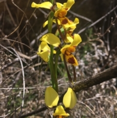 Diuris sulphurea at Tennent, ACT - 24 Oct 2021