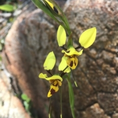 Diuris sulphurea at Tennent, ACT - 24 Oct 2021