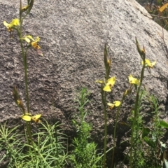 Diuris sulphurea at Tennent, ACT - 24 Oct 2021