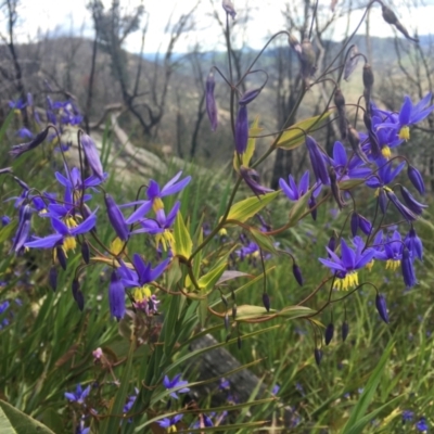 Stypandra glauca (Nodding Blue Lily) at Tennent, ACT - 24 Oct 2021 by dgb900