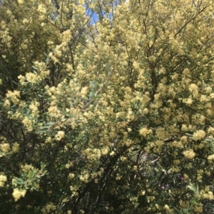 Pomaderris angustifolia at Tennent, ACT - 24 Oct 2021