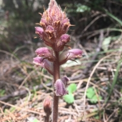 Orobanche minor (Broomrape) at Namadgi National Park - 24 Oct 2021 by dgb900