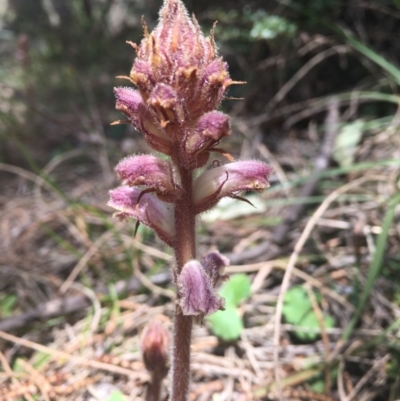 Orobanche minor (Broomrape) at Tennent, ACT - 24 Oct 2021 by dgb900