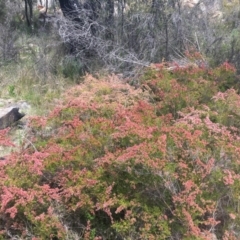 Micromyrtus ciliata (Fringed Heath-myrtle) at Tennent, ACT - 24 Oct 2021 by dgb900