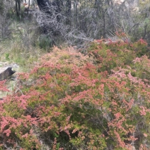 Micromyrtus ciliata at Tennent, ACT - 24 Oct 2021