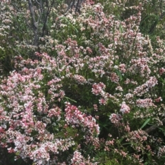 Micromyrtus ciliata at Tennent, ACT - 24 Oct 2021