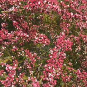 Micromyrtus ciliata at Tennent, ACT - 24 Oct 2021