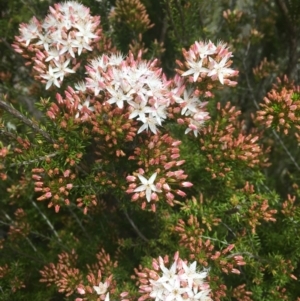 Calytrix tetragona at Tennent, ACT - 24 Oct 2021 12:54 PM