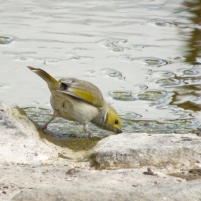 Ptilotula penicillata (White-plumed Honeyeater) at Sullivans Creek, Lyneham North - 24 Oct 2021 by RobertD