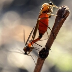 Sciaroidea sp. (Superfamily) (A fungus gnat or gall midge) at Mount Jerrabomberra QP - 23 Oct 2021 by Steve_Bok