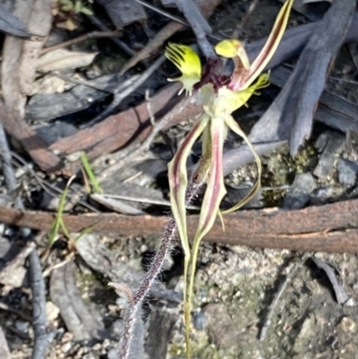 Caladenia atrovespa (Green-comb Spider Orchid) at Wanniassa Hill - 24 Oct 2021 by RAllen