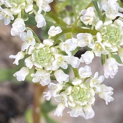 Poranthera microphylla (Small Poranthera) at Fadden, ACT - 24 Oct 2021 by RAllen