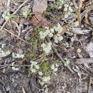 Poranthera microphylla at Fadden, ACT - 24 Oct 2021