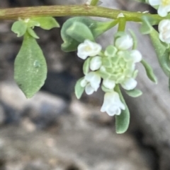 Poranthera microphylla at Fadden, ACT - 24 Oct 2021
