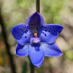Thelymitra juncifolia (Dotted Sun Orchid) at Bruce, ACT - 24 Oct 2021 by RobG1