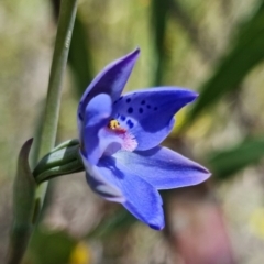 Thelymitra juncifolia at Point 99 - suppressed