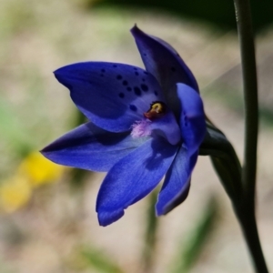 Thelymitra juncifolia at Point 99 - suppressed