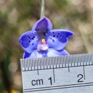 Thelymitra juncifolia at Point 99 - suppressed