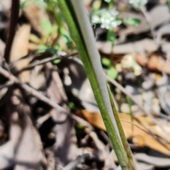 Thelymitra juncifolia at Point 99 - suppressed