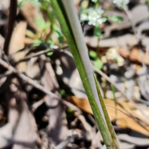 Thelymitra juncifolia at Point 99 - suppressed