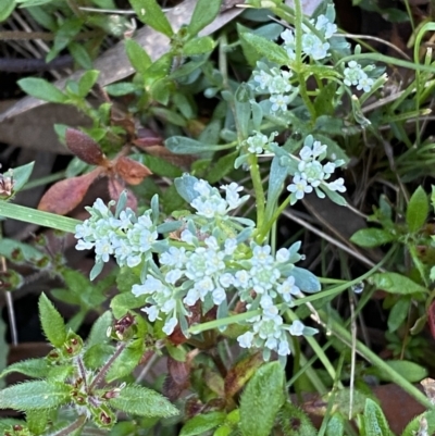 Poranthera microphylla (Small Poranthera) at Mount Jerrabomberra - 23 Oct 2021 by Steve_Bok