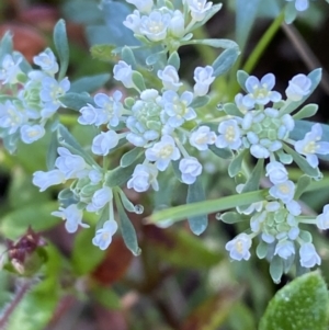 Poranthera microphylla at Jerrabomberra, NSW - 24 Oct 2021