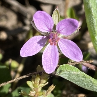 Erodium cicutarium (Common Storksbill, Common Crowfoot) at Jerrabomberra, NSW - 23 Oct 2021 by Steve_Bok