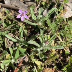 Erodium cicutarium at Jerrabomberra, NSW - 24 Oct 2021 09:45 AM