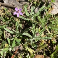 Erodium cicutarium at Jerrabomberra, NSW - 24 Oct 2021