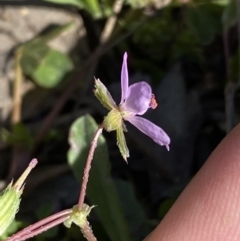 Erodium cicutarium at Jerrabomberra, NSW - 24 Oct 2021 09:45 AM
