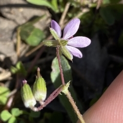 Erodium cicutarium at Jerrabomberra, NSW - 24 Oct 2021