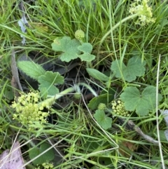 Hydrocotyle laxiflora (Stinking Pennywort) at Jerrabomberra, NSW - 24 Oct 2021 by SteveBorkowskis