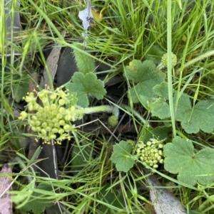 Hydrocotyle laxiflora at Jerrabomberra, NSW - 24 Oct 2021 09:36 AM