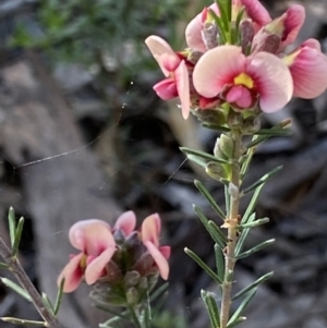 Dillwynia sieberi at Fadden, ACT - 24 Oct 2021